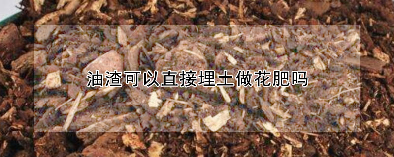 油渣可以直接埋土做花肥嗎