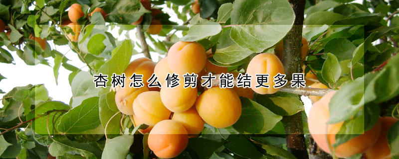 杏樹怎么修剪才能結更多果