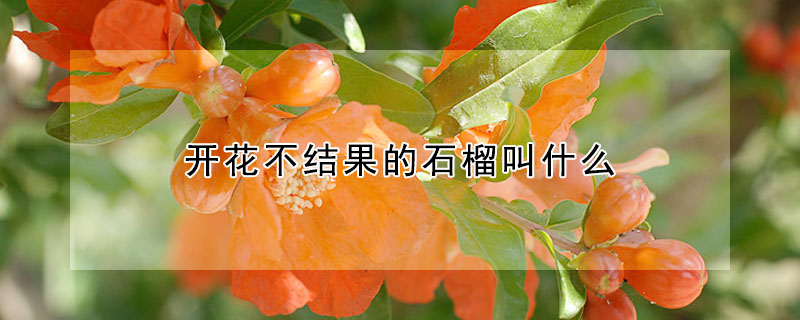 開花不結果的石榴叫什么
