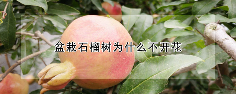 盆栽石榴樹為什么不開花