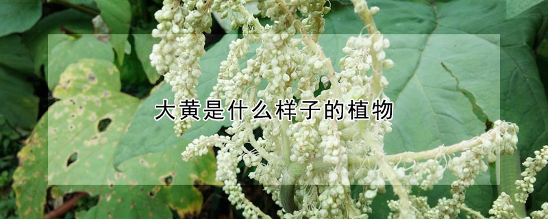 大黃是什么樣子的植物
