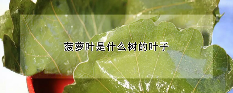 菠蘿葉是什么樹(shù)的葉子