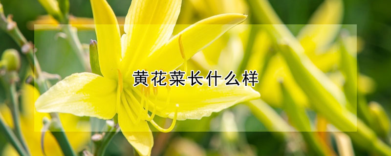 黃花菜長什么樣
