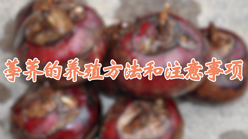 荸薺的養(yǎng)殖方法和注意事項(xiàng)