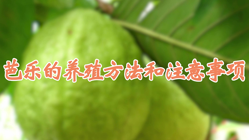 芭樂的養(yǎng)殖方法和注意事項(xiàng)