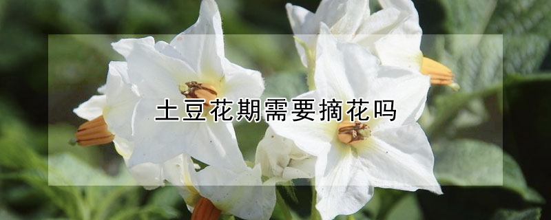 土豆花期需要摘花嗎