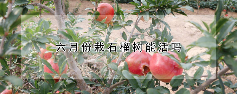 六月份栽石榴樹能活嗎