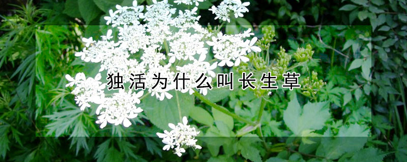 獨活為什么叫長生草