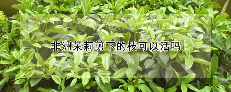 非洲茉莉剪下的枝可以活嗎