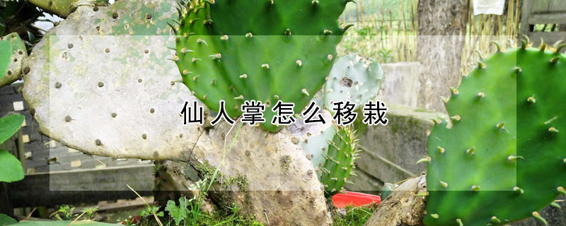 仙人掌怎么移栽
