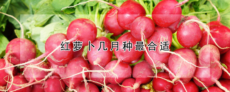 紅蘿卜幾月種最合適