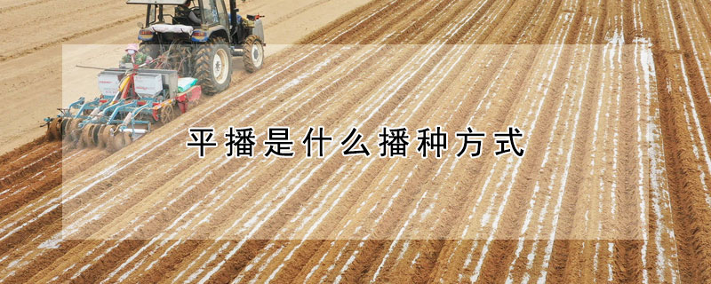 平播是什么播種方式