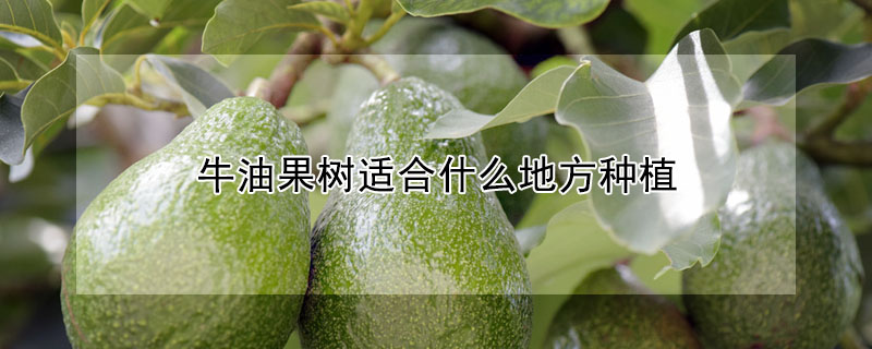 牛油果樹適合什么地方種植