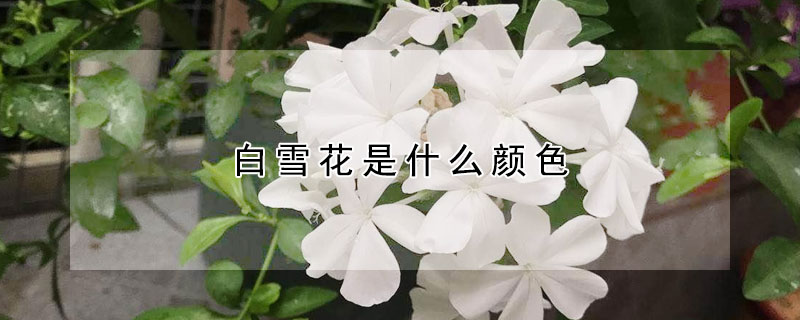 白雪花是什么顏色