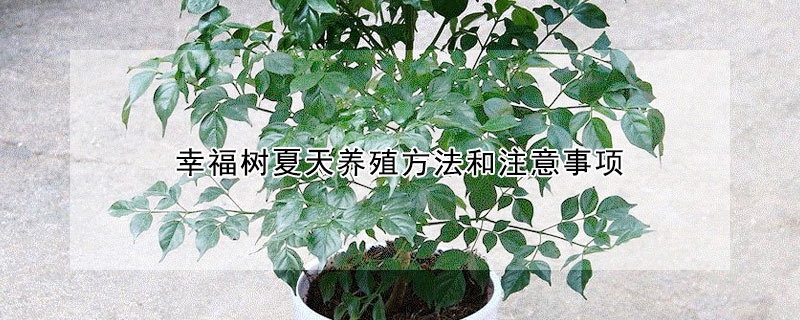 幸福樹夏天養殖方法和注意事項