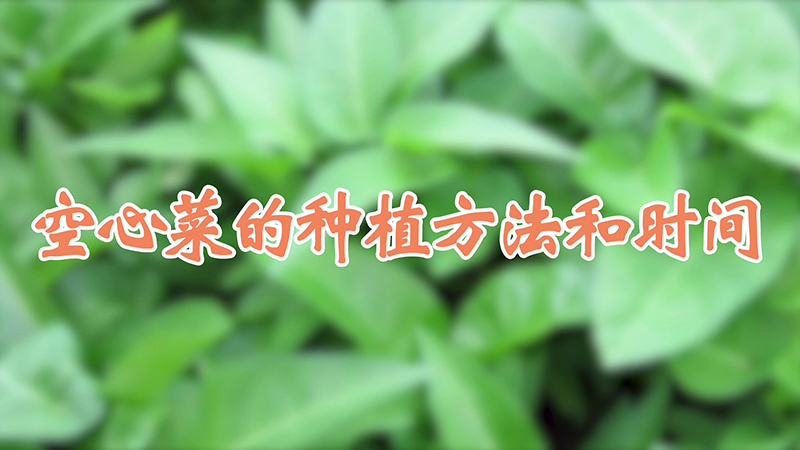 空心菜的種植方法和時(shí)間
