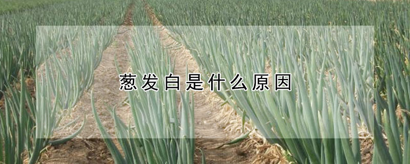 蔥發白是什么原因