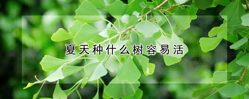 夏天種什么樹容易活