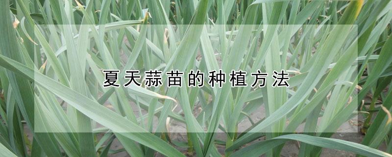 夏天蒜苗的種植方法