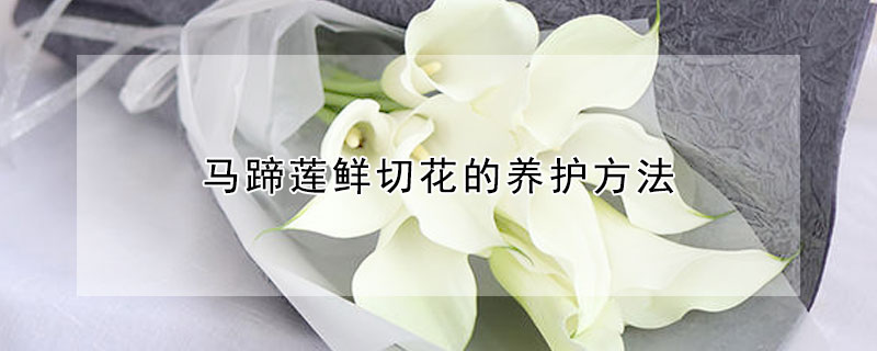馬蹄蓮鮮切花的養(yǎng)護方法