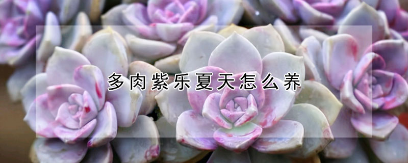 多肉紫樂夏天怎么養(yǎng)