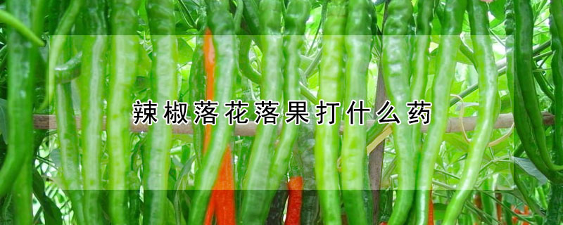 辣椒落花落果打什么藥
