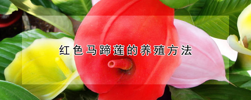 紅色馬蹄蓮的養(yǎng)殖方法