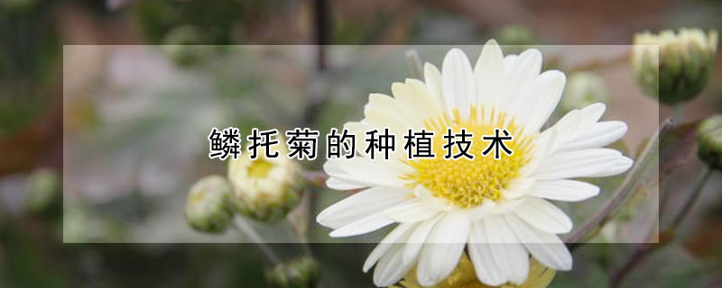 鱗托菊的種植技術