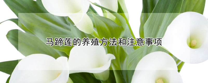 馬蹄蓮的養(yǎng)殖方法和注意事項