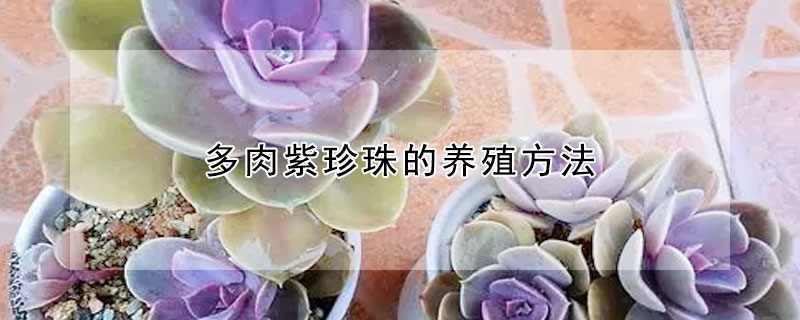 多肉紫珍珠的養殖方法