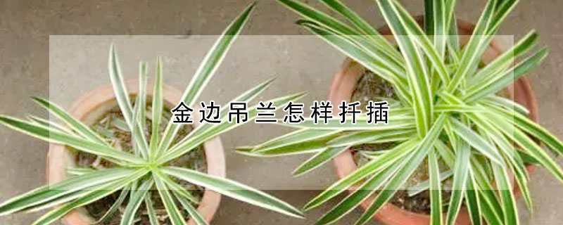 金邊吊蘭怎樣扦插