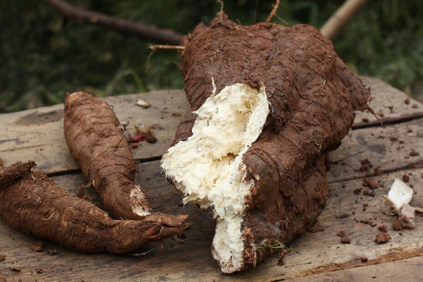 葛根怎么吃效果最好 葛粉的正確食用方法
