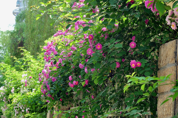 薔薇扦插最簡單方法 薔薇花怎么扦插