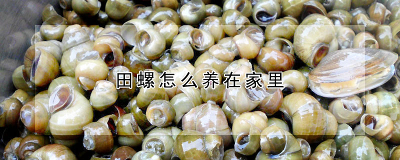 田螺怎么養在家里