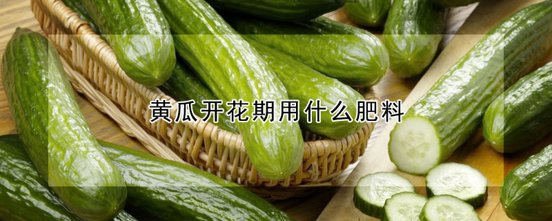 黃瓜開(kāi)花期用什么肥料
