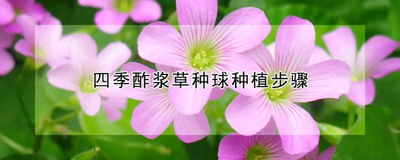四季酢漿草種球種植步驟