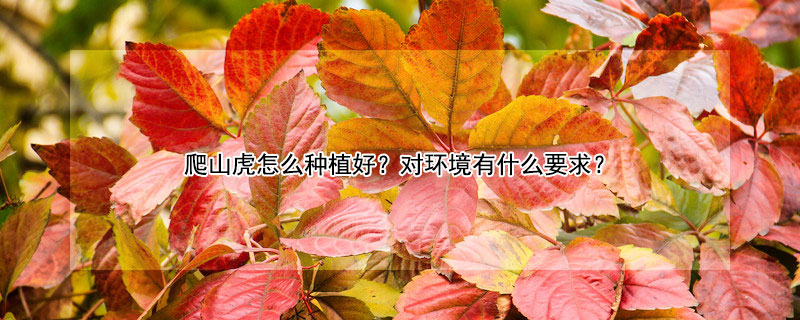 爬山虎怎么種植好?對環境有什么要求?