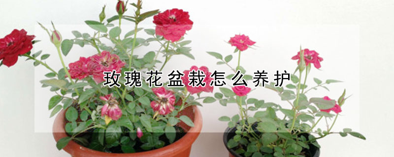 玫瑰花盆栽怎么養護