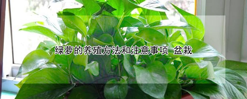 綠蘿的養殖方法和注意事項 盆栽
