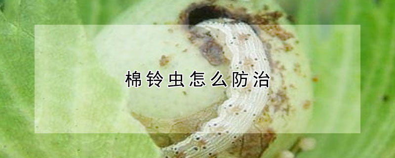 棉鈴蟲怎么防治