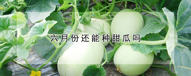 六月份還能種甜瓜嗎