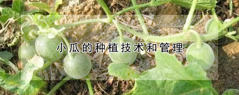 小瓜的種植技術和管理