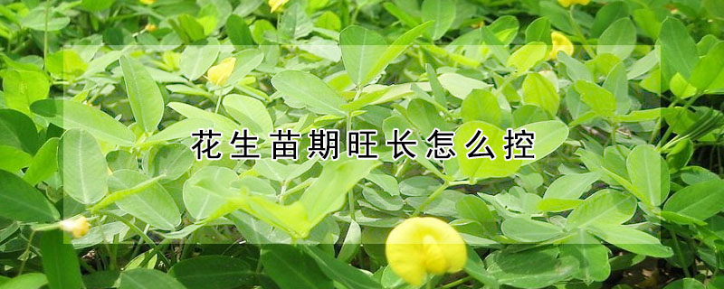 花生苗期旺長(zhǎng)怎么控