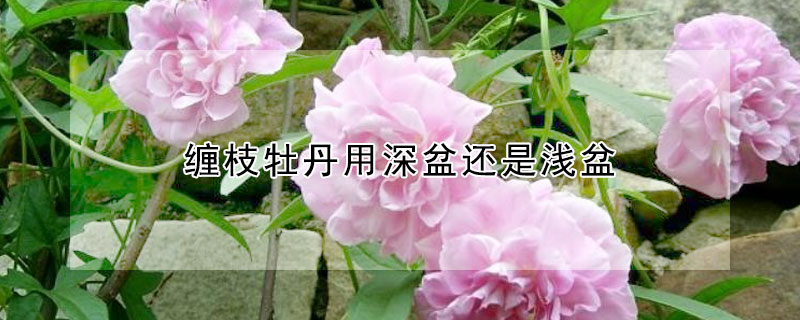 纏枝牡丹用深盆還是淺盆