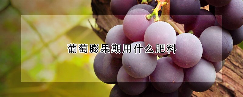 葡萄膨果期用什么肥料