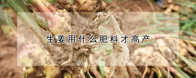 生姜用什么肥料才高產
