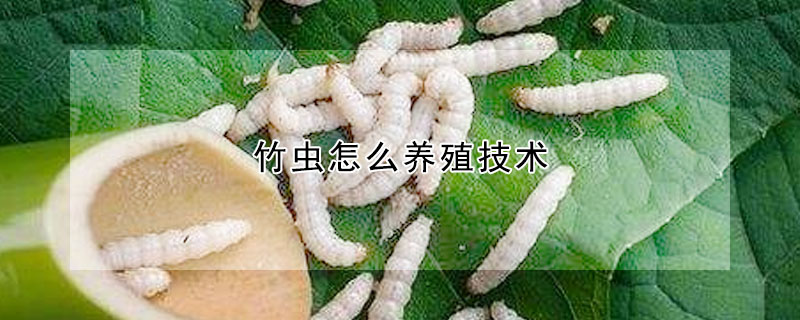 竹蟲怎么養殖技術