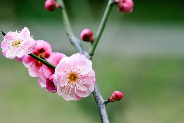 1~12月各開什么花 每個月開什么花