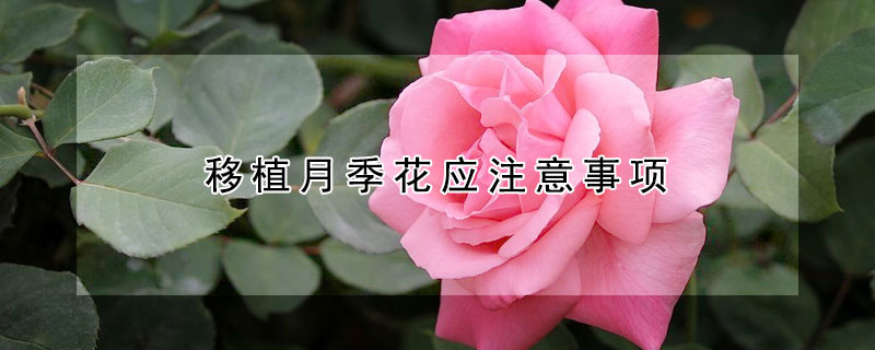 移植月季花應注意事項