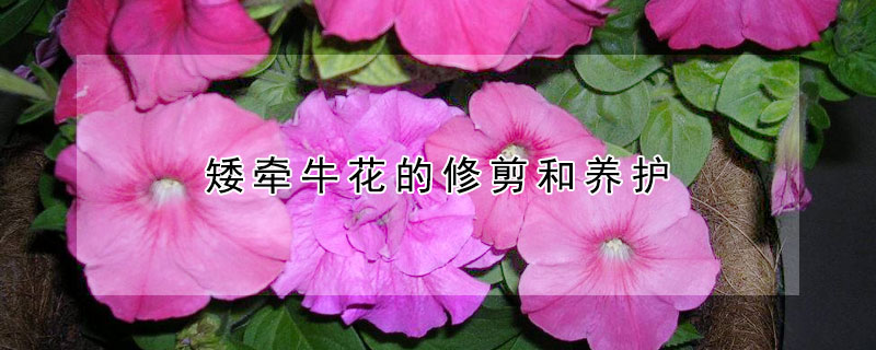 矮牽牛花的修剪和養(yǎng)護